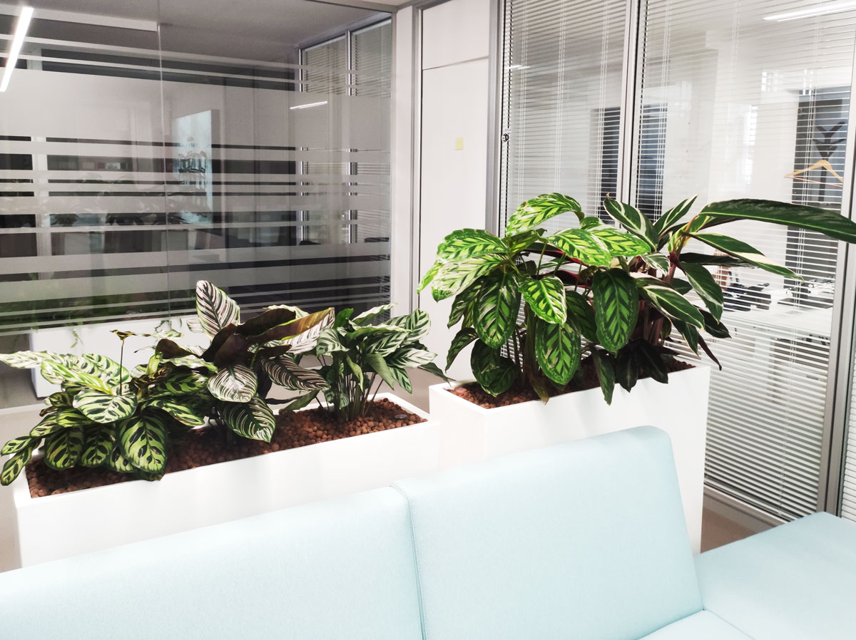 jardineros en vigo para decoracion interior de oficinas y empresas jardineros en vigo para decoracion interior de oficinas y empresas